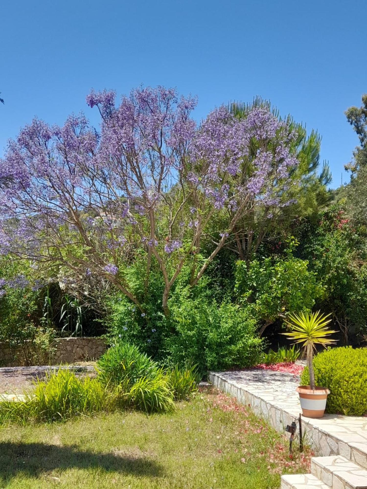 Lemon Tree Cottage Finikounta Luaran gambar
